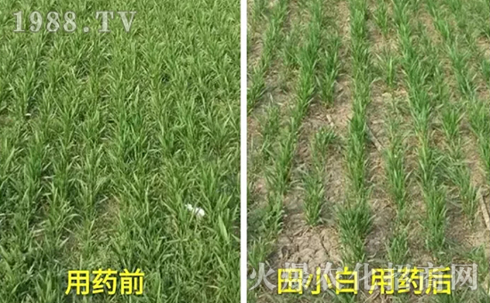 節(jié)節(jié)麥如何防除，用什么藥？怎么打藥效果好？