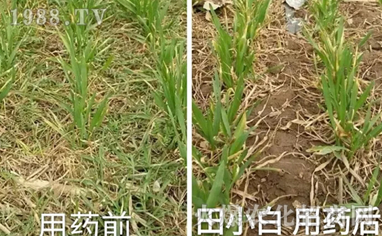 節(jié)節(jié)麥如何防除，用什么藥？怎么打藥效果好？