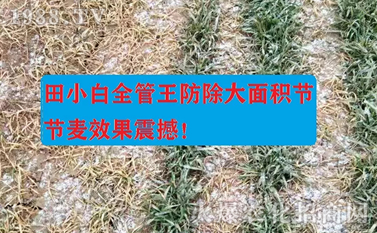 節(jié)節(jié)麥如何防除，用什么藥？怎么打藥效果好？