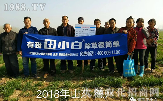 節(jié)節(jié)麥如何防除，用什么藥？怎么打藥效果好？