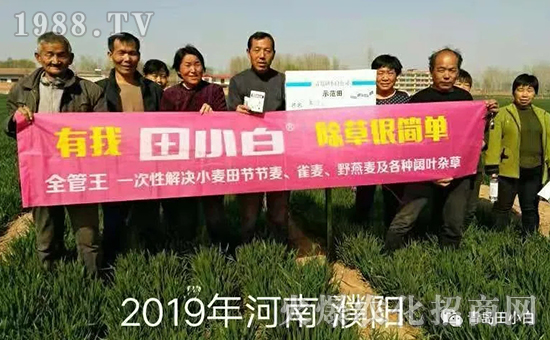 39節(jié)節(jié)麥如何防除，用什么藥？怎么打藥效果好？