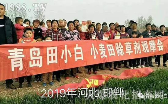 節(jié)節(jié)麥如何防除，用什么藥？怎么打藥效果好？