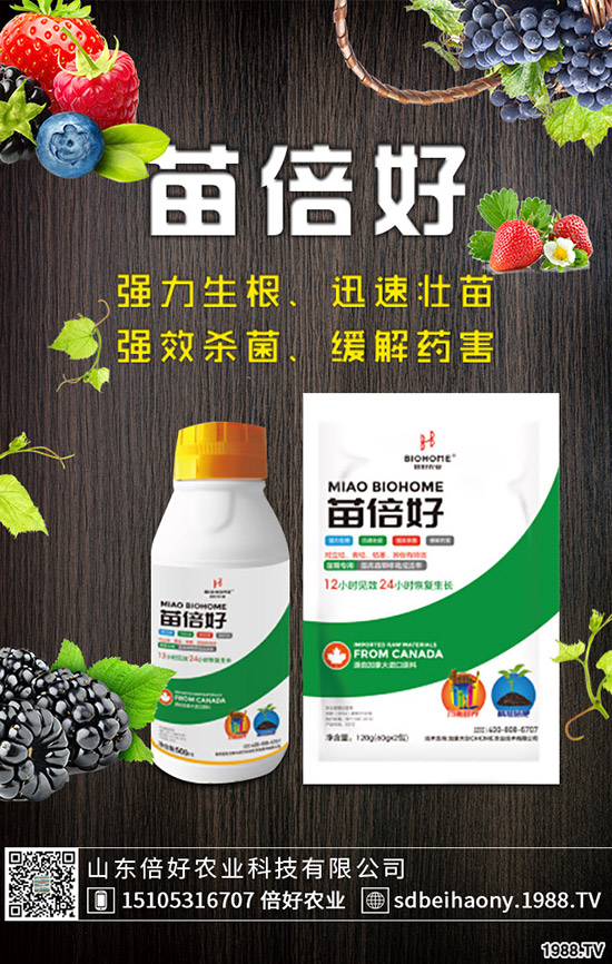 生姜什么時(shí)候種植，生姜什么時(shí)候采收？