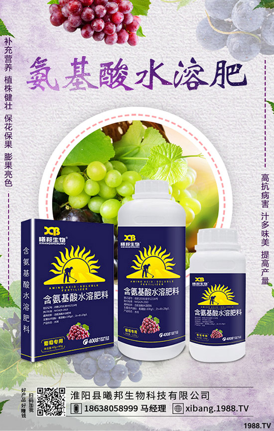 小西紅柿如何種植，小西紅柿的高產(chǎn)管理技巧