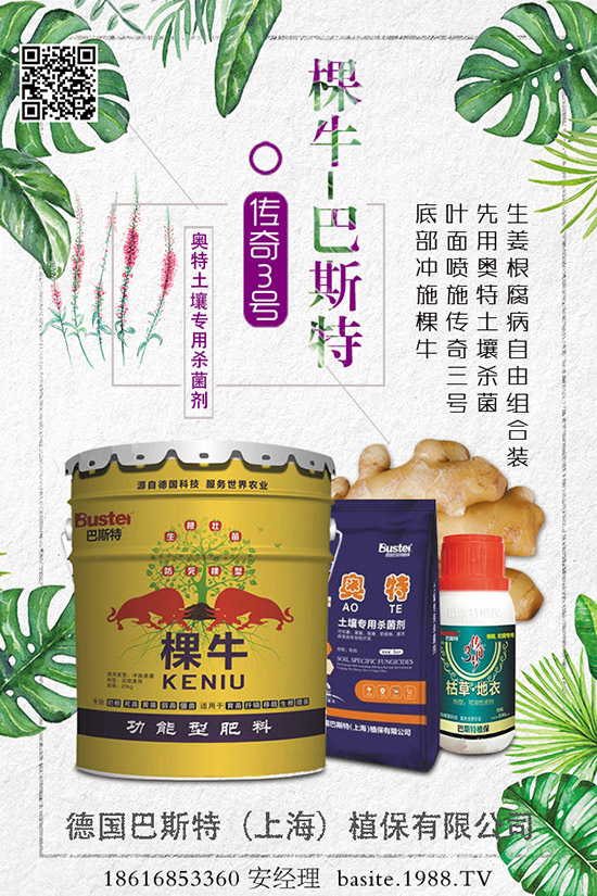 菜豆要高產(chǎn)，種植方法很重要！菜豆如何高產(chǎn)栽培呢？
