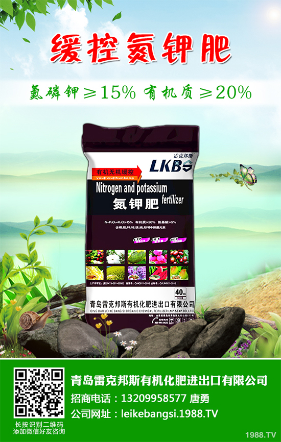 白皮松假活是咋回事？白皮松假活解決措施