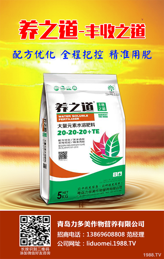 白皮松假活是咋回事？白皮松假活解決措施