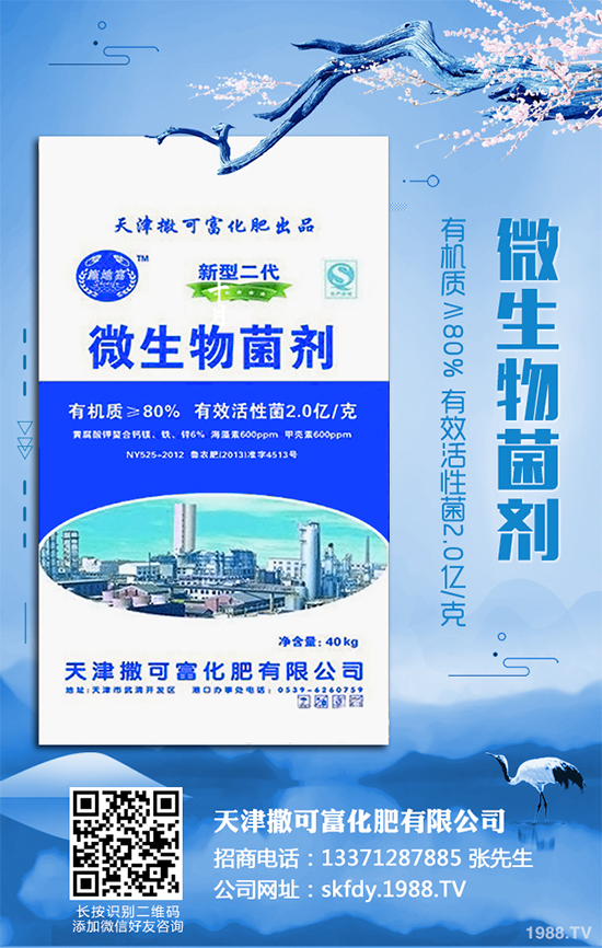 白皮松移栽后枯黃是咋回事？該怎么解決？快來看看吧