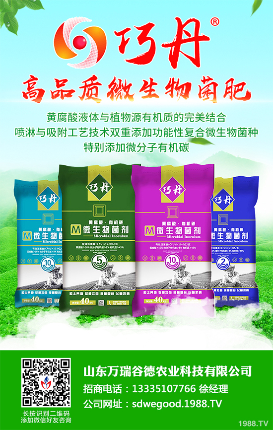 貢菊有哪些神奇功效？貢菊花的功效作用與禁忌