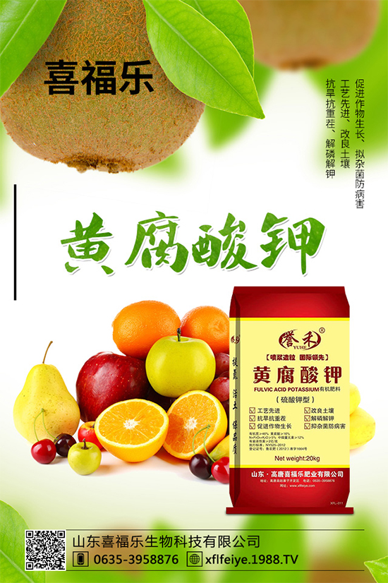 貢菊有哪些神奇功效？貢菊花的功效作用與禁忌