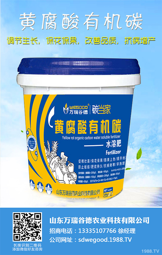 魔芋價(jià)格多少錢一斤？2020年魔芋種植的市場(chǎng)行情