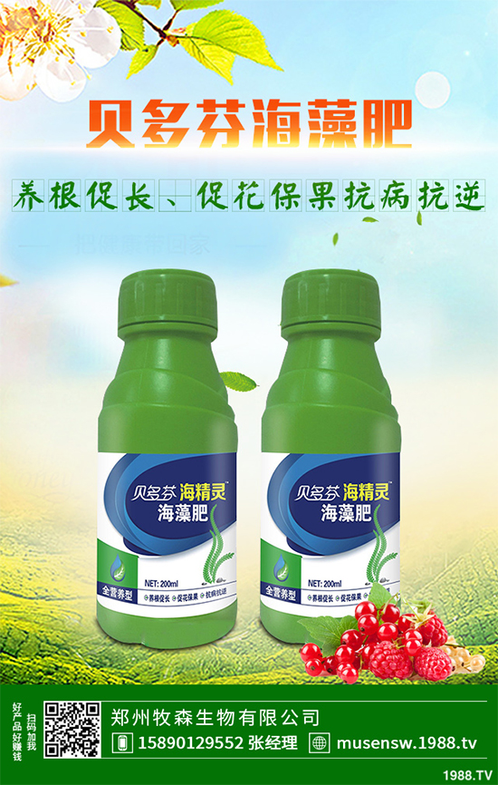 天麻該怎么種植？天麻的環(huán)境要求及種植技巧