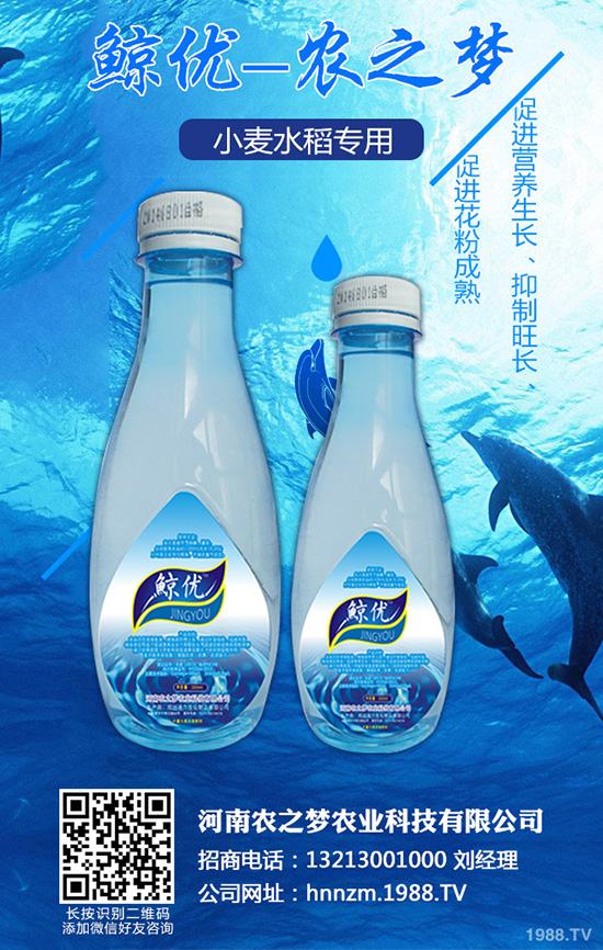 芹菜斑枯病有哪些危害？該如何防治？芹菜斑枯病的發(fā)生與防治