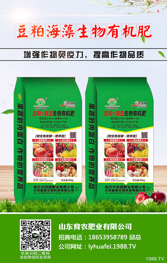 西蘭花種植需要注意些什么？西蘭花四個種植階段的管理要點