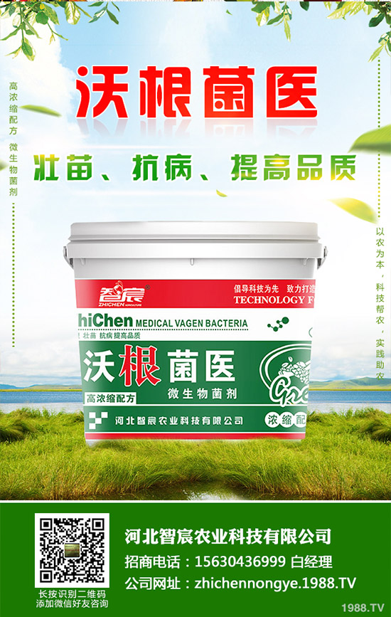 吃救心菜有哪些好處？救心菜的功效和作用！