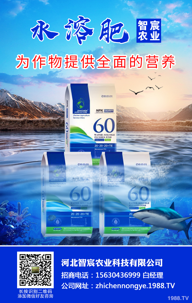 冬季辣椒秧苗如何防凍？辣椒苗冬季防凍技術(shù)