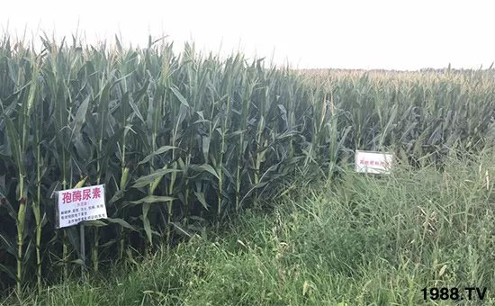 速看！小麥畝產(chǎn)1471斤，雙酶尿素全新升級，“高產(chǎn)王”當(dāng)之無愧！