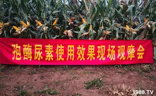 速看！小麥畝產(chǎn)1471斤，雙酶尿素全新升級，“高產(chǎn)王”當(dāng)之無愧！