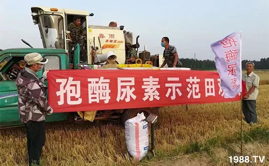 速看！小麥畝產(chǎn)1471斤，雙酶尿素全新升級，“高產(chǎn)王”當(dāng)之無愧！