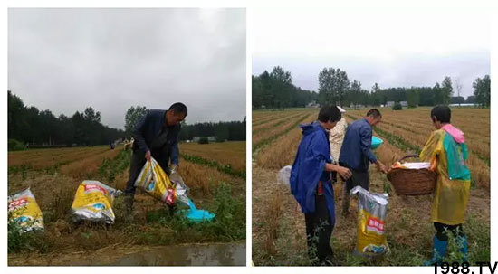 速看！小麥畝產(chǎn)1471斤，雙酶尿素全新升級，“高產(chǎn)王”當(dāng)之無愧！