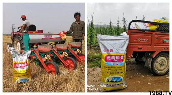 速看！小麥畝產(chǎn)1471斤，雙酶尿素全新升級，“高產(chǎn)王”當(dāng)之無愧！