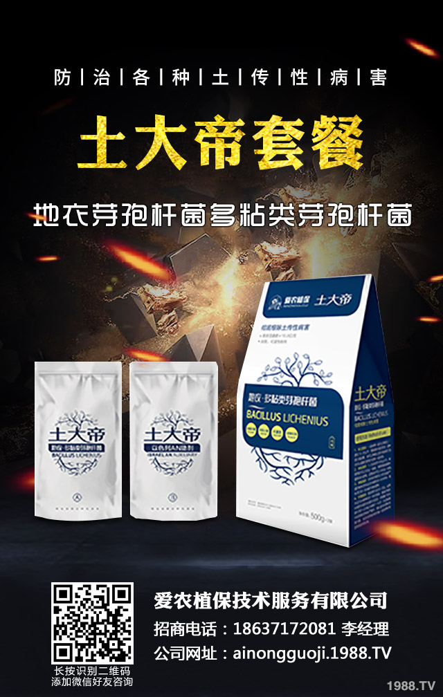 秋播小麥怎么提高質(zhì)量？秋播小麥提高質(zhì)量六要點(diǎn)