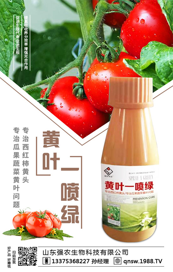 秋蘿卜播種時間，秋蘿卜種植需要注意哪些事項？