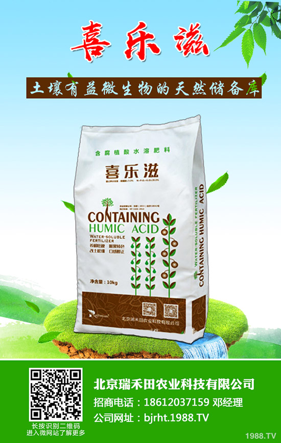 草莓緩苗期如何管理？草莓苗期管理注意事項!