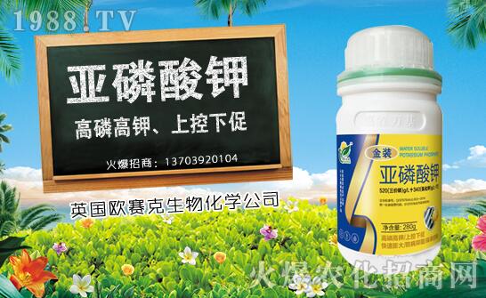 木瓜什么時候種植？木瓜種植時間及種植技術(shù)要點！