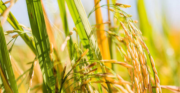 �����������a��-������-��٤�z_01