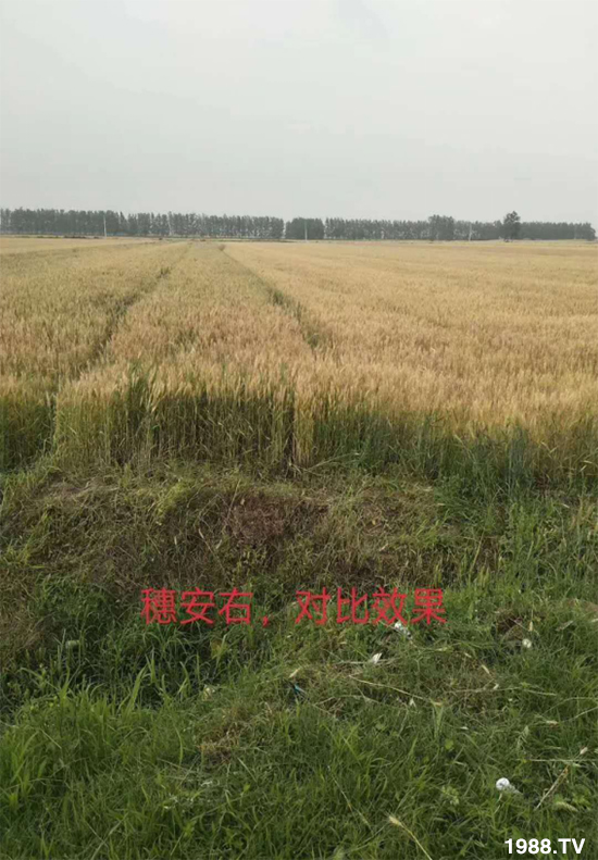 小麥赤霉病危害特點，防治小麥赤霉病用什么藥？