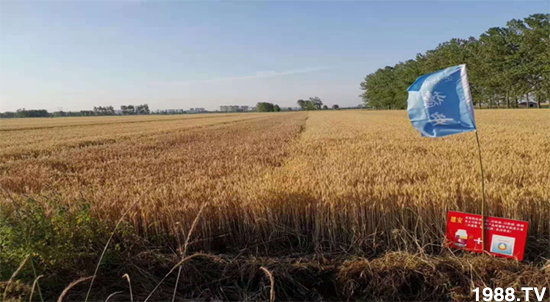 小麥赤霉病危害特點，防治小麥赤霉病用什么藥？