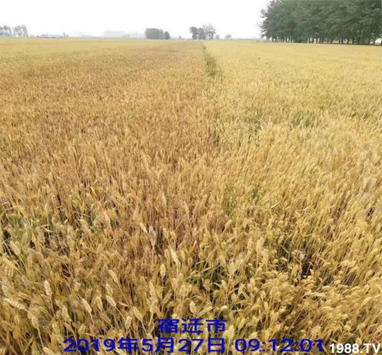 小麥赤霉病危害特點，防治小麥赤霉病用什么藥？