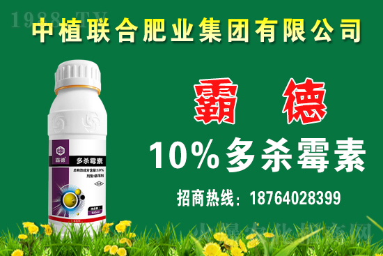 今日小麥價格行情如何？春節(jié)前小麥價格還會上漲嗎？
