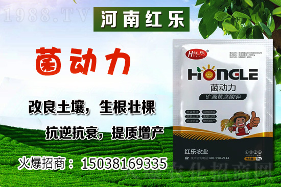 12月份能種什么蔬菜？冬季蔬菜種植有哪些技巧？