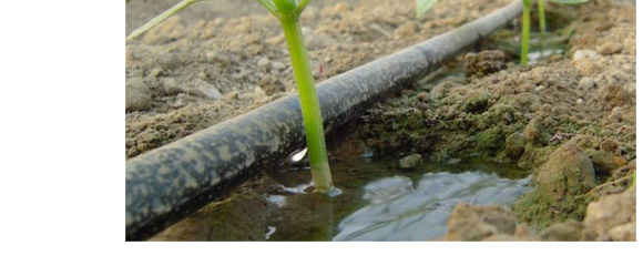 養(yǎng)根促根型有機(jī)水溶肥料-一畫農(nóng)業(yè)_09