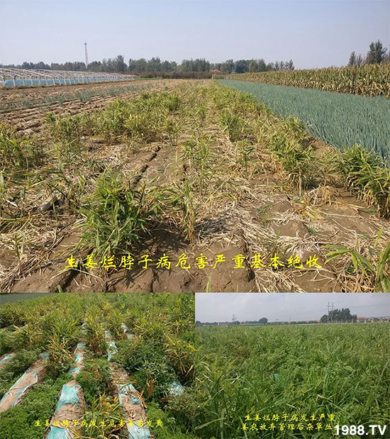     發(fā)明專利產(chǎn)品——姜兀憂，三段式防控爛脖子病！用戶紛紛反饋效果，火了！