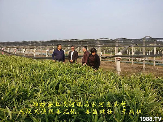     發(fā)明專利產(chǎn)品——姜兀憂，三段式防控爛脖子?。∮脩艏娂姺答佇Ч?，火了！