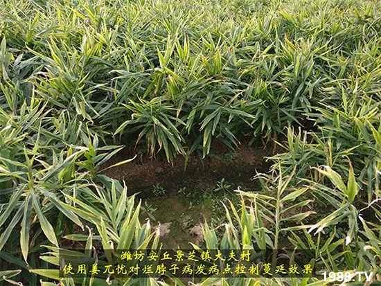     發(fā)明專利產(chǎn)品——姜兀憂，三段式防控爛脖子病！用戶紛紛反饋效果，火了！