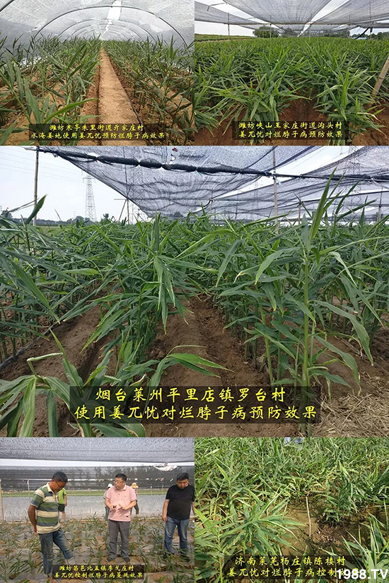     發(fā)明專利產(chǎn)品——姜兀憂，三段式防控爛脖子?。∮脩艏娂姺答佇Ч?，火了！