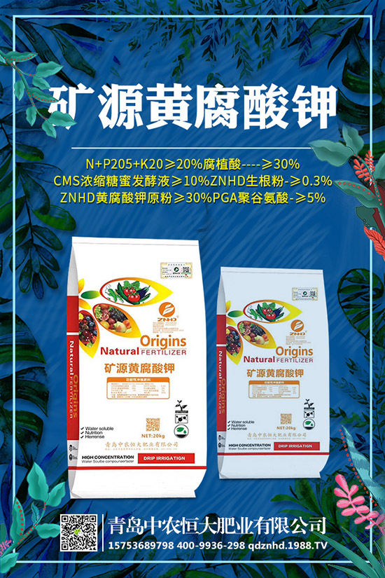 早春菠菜種植技術有哪些，田間管理要注意什么？