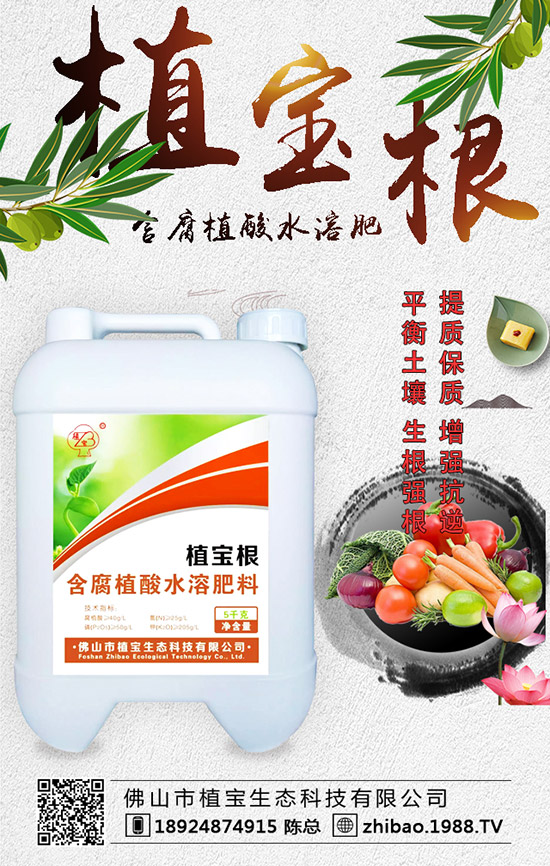 早春大棚西葫蘆什么時間種？西葫蘆定植后管理要點！