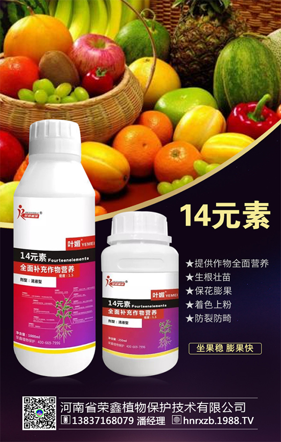 芹菜軟腐病有什么危害？芹菜軟腐病怎么防治好？