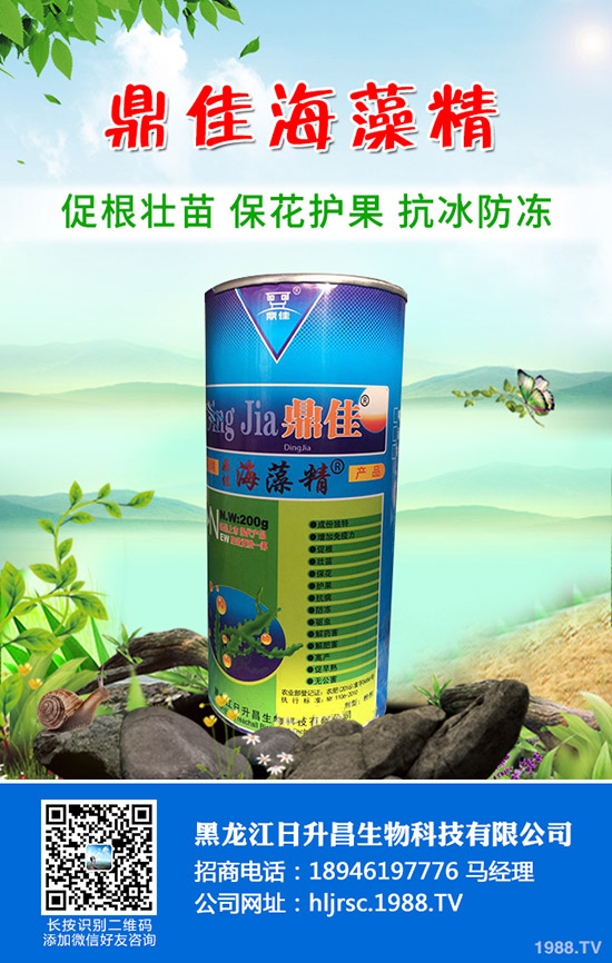 辣椒怎么育苗產(chǎn)量好，辣椒育苗技術(shù)要點！