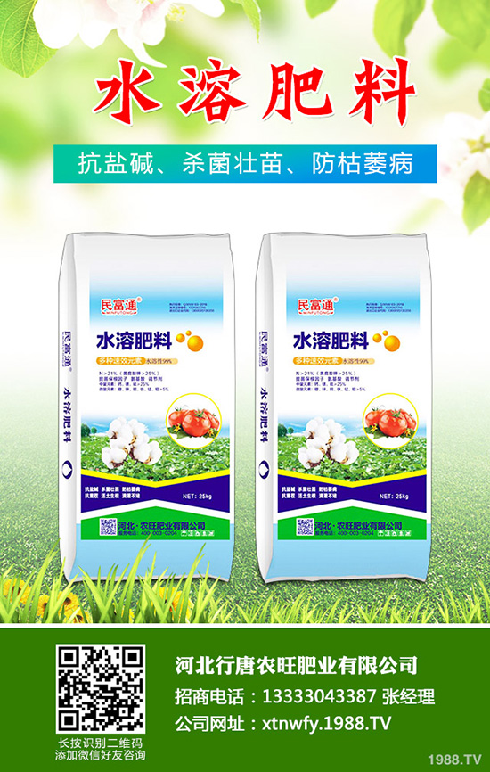 香菜如何種植香味濃產(chǎn)量高？韓國大棵香菜栽培技術(shù)！