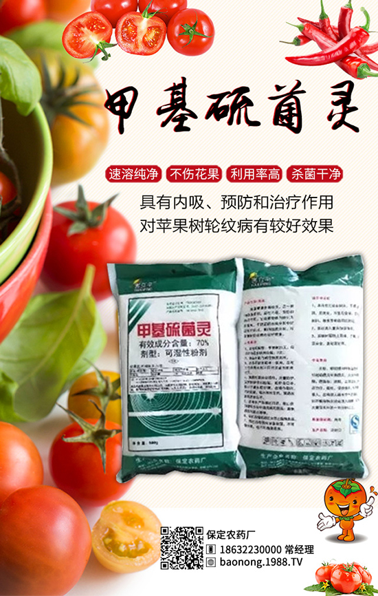 櫻桃西紅柿栽培技術(shù)，櫻桃西紅柿病蟲(chóng)害防治！