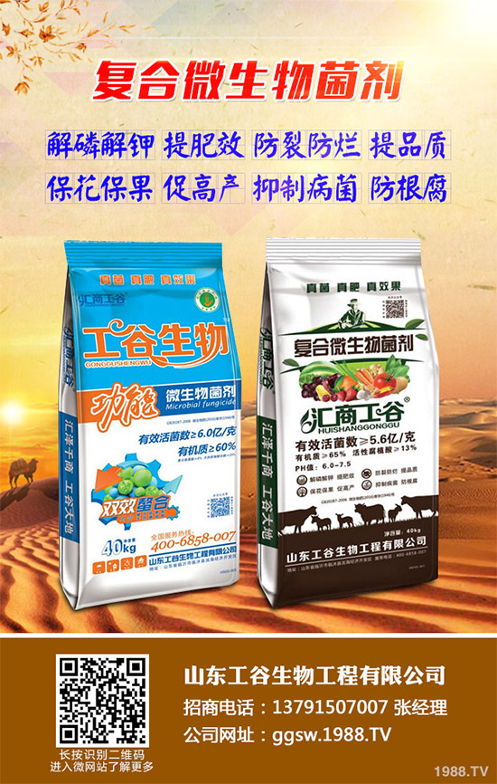 茼蒿什么時(shí)候種植比較好？該如何種植？茼蒿的種植時(shí)間及種植技術(shù)