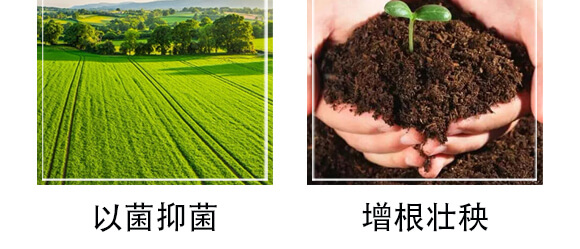 黃腐酸生物有機肥料-小黑力-農(nóng)佳一_07