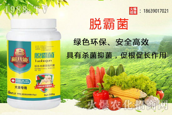 花生種植選什么品種？花生種植前景分析及品種推薦！