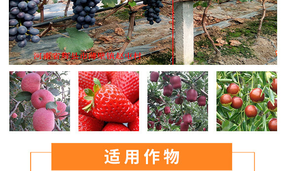 河南騰豐農業(yè)科技有限公司_11